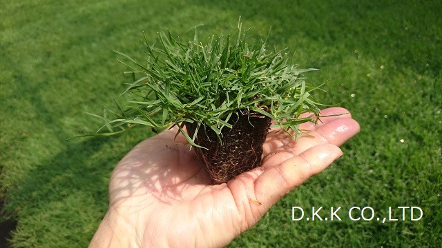 芝生 ティフトン４１９芝苗 200苗(セルトレー２５穴×8トレー)植え付け時期３月下旬９月上旬