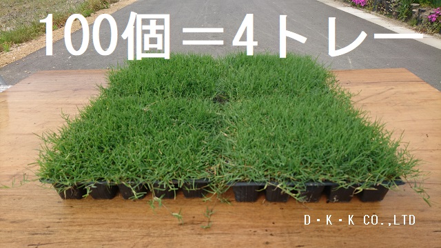 ティフトン芝　ポット苗　（4トレー100個）