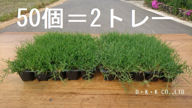 ティフトン芝　ポット苗　（2トレー50個）