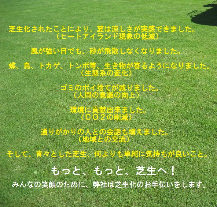 ティフトン芝生長過程　植え付け12週間後