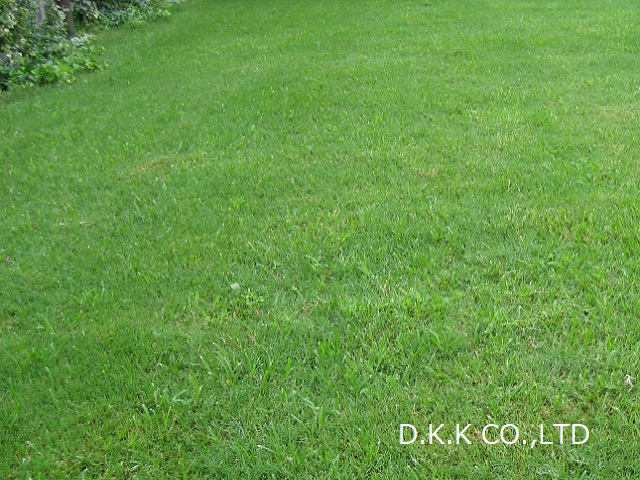 ティフトン芝生長過程　植え付け9週間後