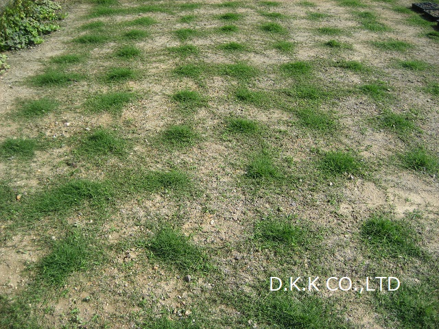 ティフトン芝生長過程　植え付け4週間後