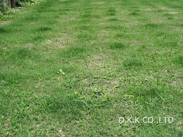 ティフトン芝生長過程　植え付け5週間後