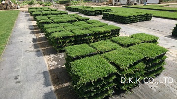 出荷の様子　畑での作業