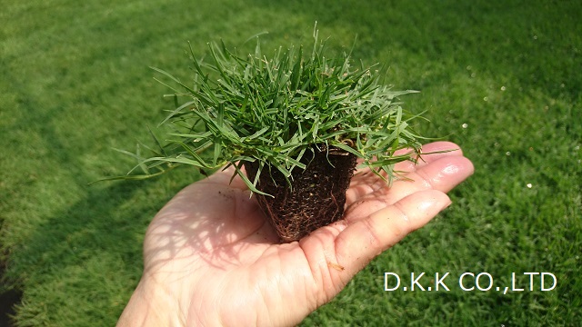 ティフトン芝の植え方　苗を取り出した様子2
