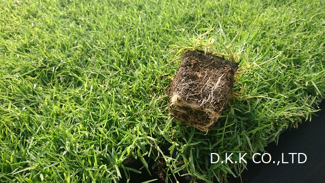 ティフトン芝の植え方　苗を取り出した様子1