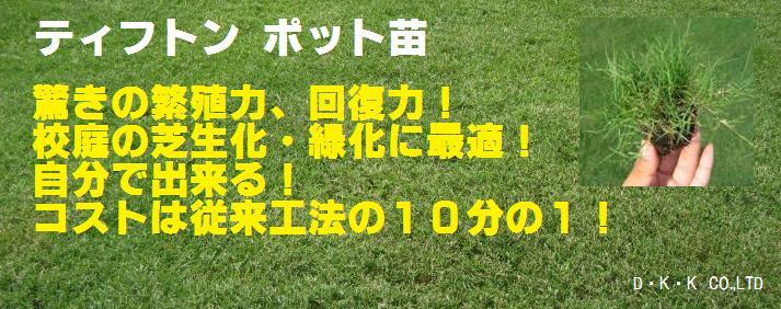 ティフトン芝ポット苗鳥取方式校庭の芝生化・緑化に最適！