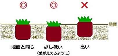 ティフトン芝の植え方　植え付けの高さの図